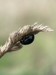 Chrysolina oricalcia