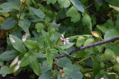 Eucephalus engelmannii