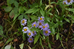 Erigeron peregrinus