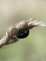 Chrysolina oricalcia