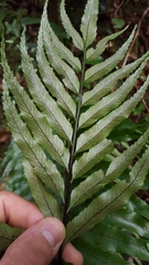 Asplenium daucifolium lineatum