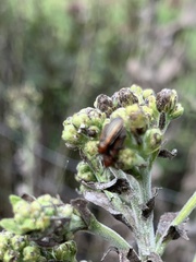 Microrhopala vittata