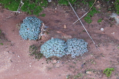 Conophytum minusculum
