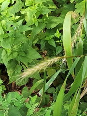 Elymus virginicus