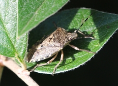 Rhaphigaster nebulosa