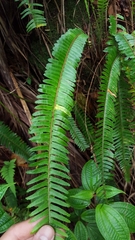 Nephrolepis cordifolia