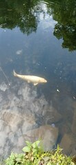 Cyprinus rubrofuscus