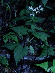 Eurybia chlorolepis