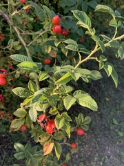 Rosa canina