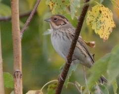 Emberiza pusilla