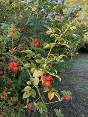 Rosa canina