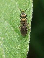 Halictidae
