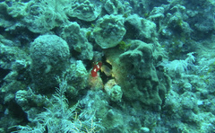 Amphimedon compressa