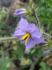Solanum