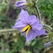 Melon-leaved Nightshade - Photo (c) Maricruz Torralba Zopiyactle, some rights reserved (CC BY-NC), uploaded by Maricruz Torralba Zopiyactle