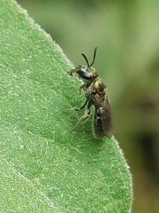 Halictidae