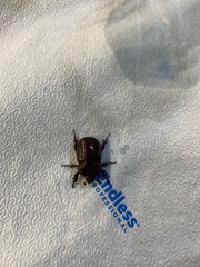 Phyllognathus excavatus