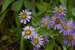 Erigeron peregrinus