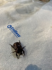 Phyllognathus excavatus