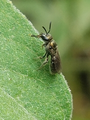 Halictidae