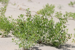 Ladeania lanceolata