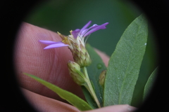 Eucephalus engelmannii