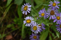 Erigeron peregrinus