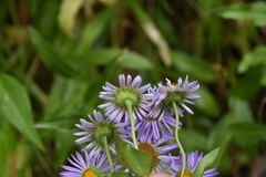 Erigeron peregrinus