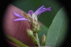 Eucephalus engelmannii