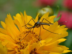 Toxorhynchites rutilus septentrionalis