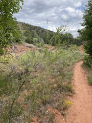 Salix exigua