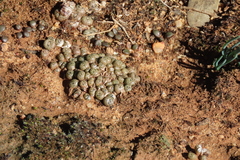 Conophytum minusculum