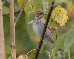 Emberiza pusilla