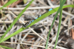 Coenagrion resolutum
