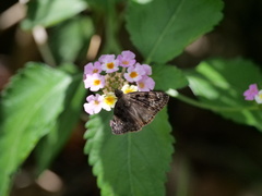Erynnis horatius