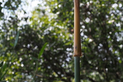 Phyllostachys bambusoides