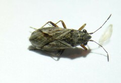 Nysius thymi
