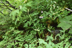 Lilium philadelphicum