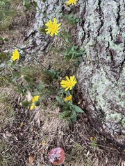 Hieracium sabaudum