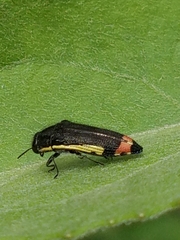 Acmaeodera flavomarginata