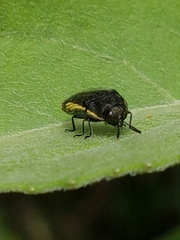 Acmaeodera flavomarginata