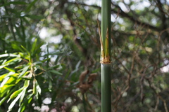 Phyllostachys bambusoides