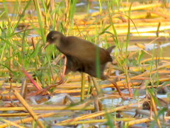 Zapornia flavirostra