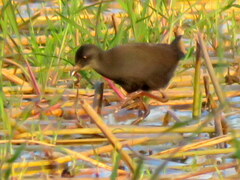 Zapornia flavirostra