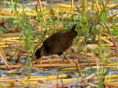 Zapornia flavirostra