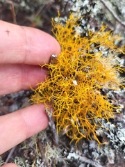 Teloschistes flavicans