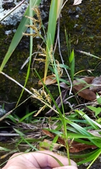 Carex ramosa