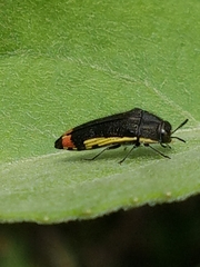 Acmaeodera flavomarginata