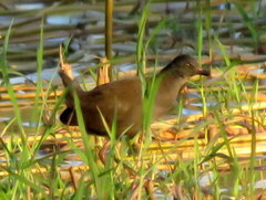 Zapornia flavirostra