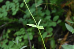 Lilium philadelphicum